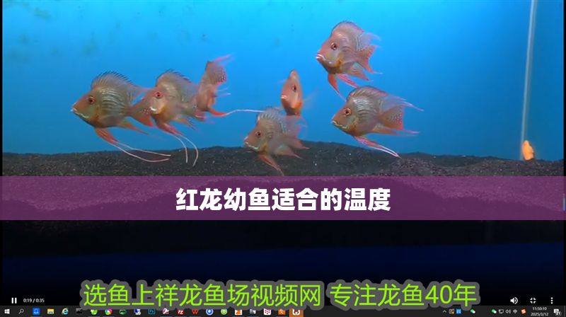 紅龍幼魚適合的溫度