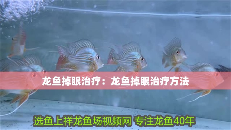 龍魚掉眼治療：龍魚掉眼治療方法