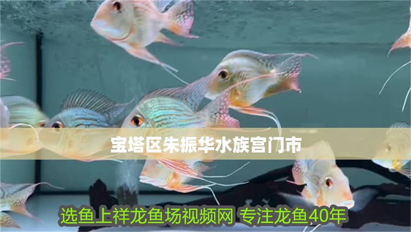 寶塔區(qū)朱振華水族宮門市
