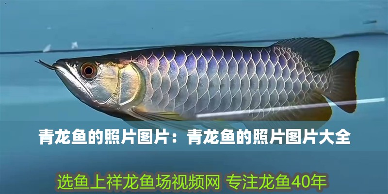 青龍魚的照片圖片：青龍魚的照片圖片大全