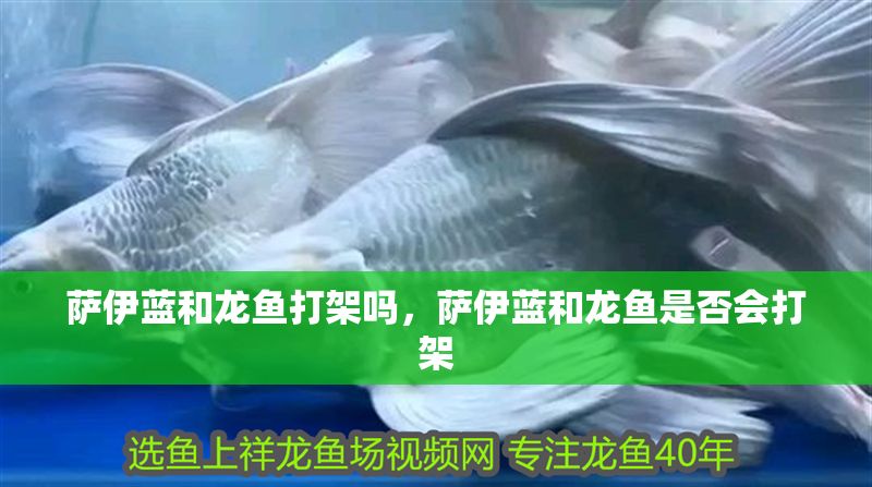 薩伊藍和龍魚打架嗎，薩伊藍和龍魚是否會打架
