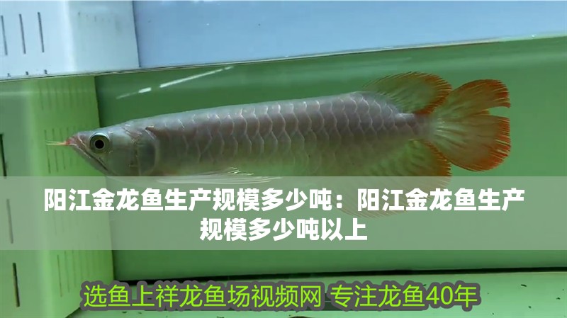 陽(yáng)江金龍魚生產(chǎn)規(guī)模多少噸：陽(yáng)江金龍魚生產(chǎn)規(guī)模多少噸以上