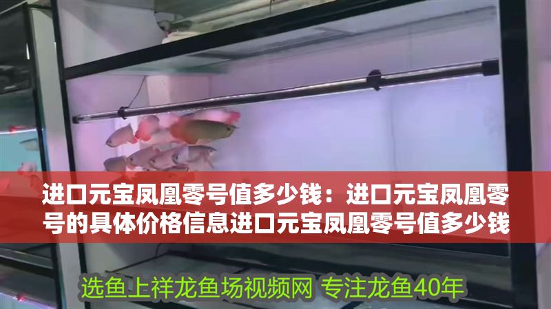 進口元寶鳳凰零號值多少錢：進口元寶鳳凰零號的具體價格信息進口元寶鳳凰零號值多少錢 進口元寶鳳凰零號值多少錢：進口元寶鳳凰零號的具體價格信息進口元寶鳳凰零號值多少錢 元寶鳳凰魚百科 第2張