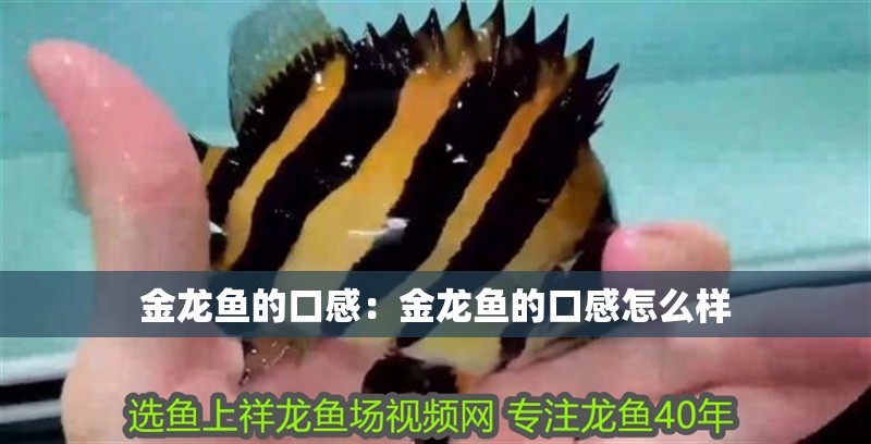 金龍魚的口感:金龍魚的口感怎么樣 水族問答 金龍魚的口感:金龍魚的口感怎么樣 金龍魚的口感:金龍魚的口感怎么樣 水族問答