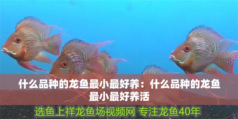 什么品種的龍魚最小最好養：什么品種的龍魚最小最好養活