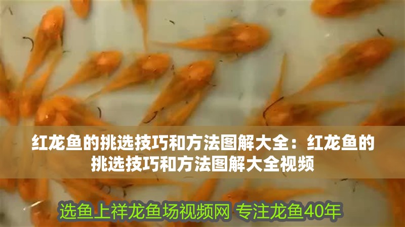 紅龍魚的挑選技巧和方法圖解大全：紅龍魚的挑選技巧和方法圖解大全視頻