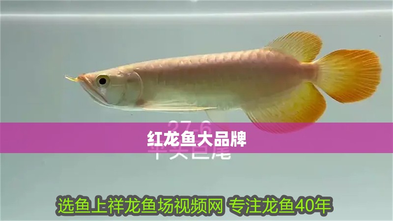 紅龍魚大品牌