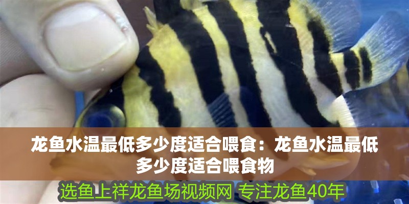 龍魚(yú)水溫最低多少度適合喂食：龍魚(yú)水溫最低多少度適合喂食物