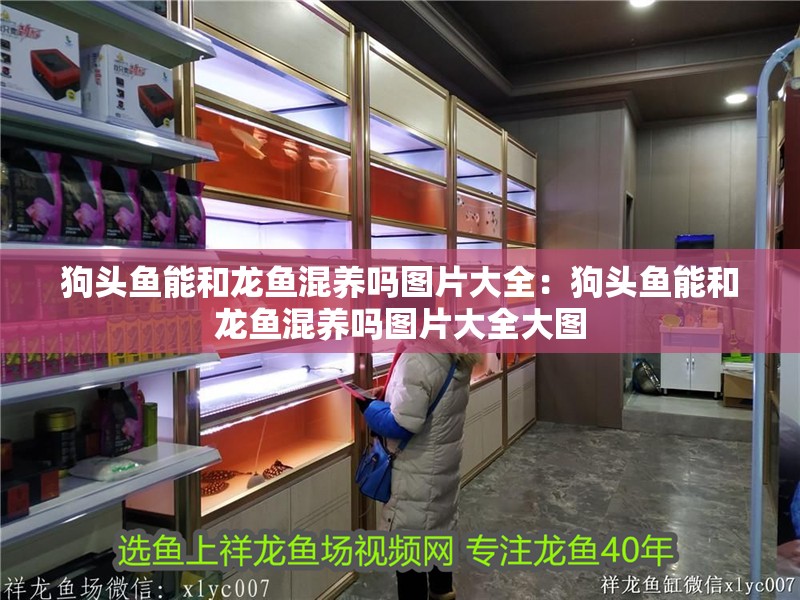 狗頭魚能和龍魚混養(yǎng)嗎圖片大全：狗頭魚能和龍魚混養(yǎng)嗎圖片大全大圖