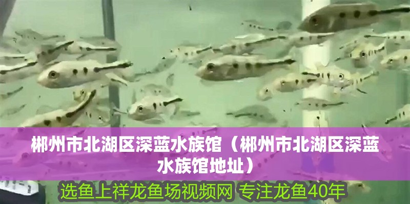 郴州市北湖區深藍水族館（郴州市北湖區深藍水族館地址）