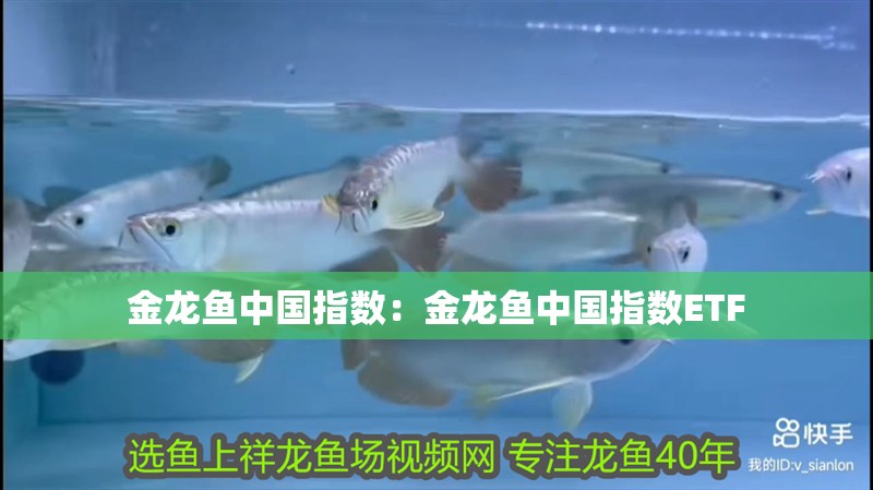 金龍魚中國指數：金龍魚中國指數ETF