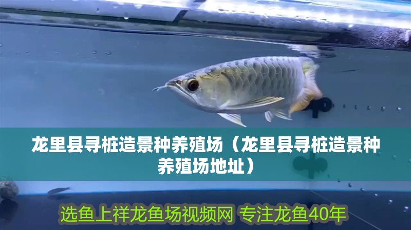 紅龍魚用黃燈烤有用嗎 龍里縣尋樁造景種養殖場(龍里縣尋樁造景種養殖場地址) 全國水族館企業名錄 龍里縣尋樁造景種養殖場(龍里縣尋樁造景種養殖場地址) 龍里縣尋樁造景種養殖場(龍里縣尋樁造景種養殖場地址) 全國水族館企業名錄