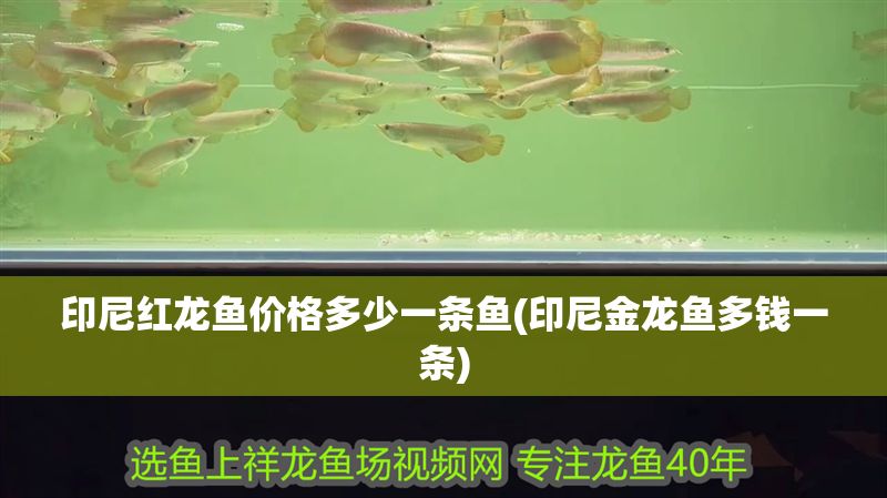 印尼紅龍魚價(jià)格多少一條魚(印尼金龍魚多錢一條)