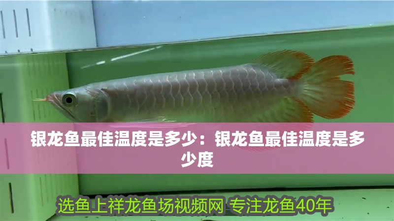 銀龍魚最佳溫度是多少：銀龍魚最佳溫度是多少度