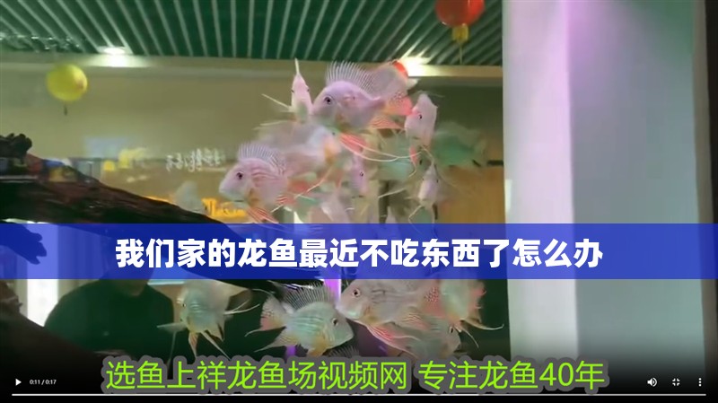 我們家的龍魚最近不吃東西了怎么辦