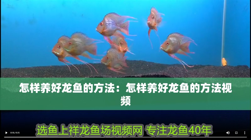 怎樣養好龍魚的方法：怎樣養好龍魚的方法視頻