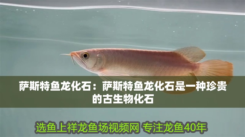 薩斯特魚龍化石：薩斯特魚龍化石是一種珍貴的古生物化石