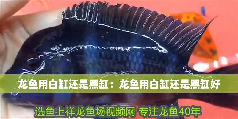 龍魚用白缸還是黑缸：龍魚用白缸還是黑缸好