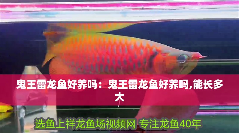 鬼王雷龍魚好養(yǎng)嗎：鬼王雷龍魚好養(yǎng)嗎,能長(zhǎng)多大