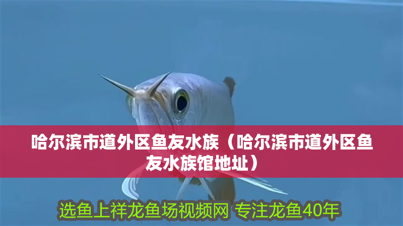 哈爾濱市道外區(qū)魚友水族（哈爾濱市道外區(qū)魚友水族館地址） 哈爾濱市道外區(qū)魚友水族（哈爾濱市道外區(qū)魚友水族館地址） 全國水族館企業(yè)名錄 第1張