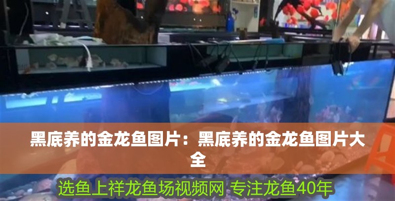 黑底養的金龍魚圖片：黑底養的金龍魚圖片大全