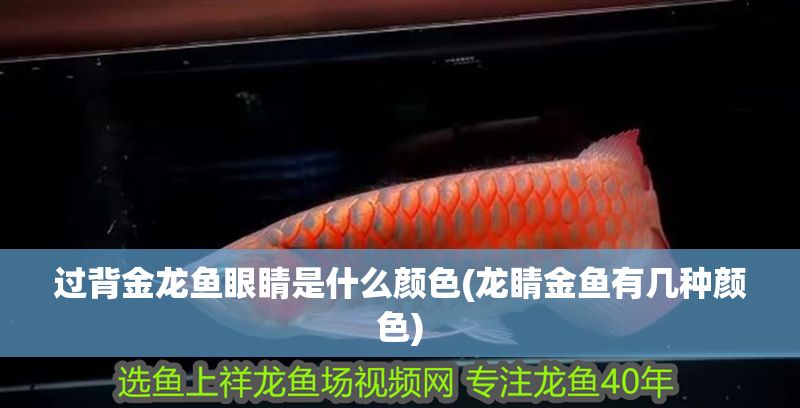 過(guò)背金龍魚(yú)眼睛是什么顏色(龍睛金魚(yú)有幾種顏色)