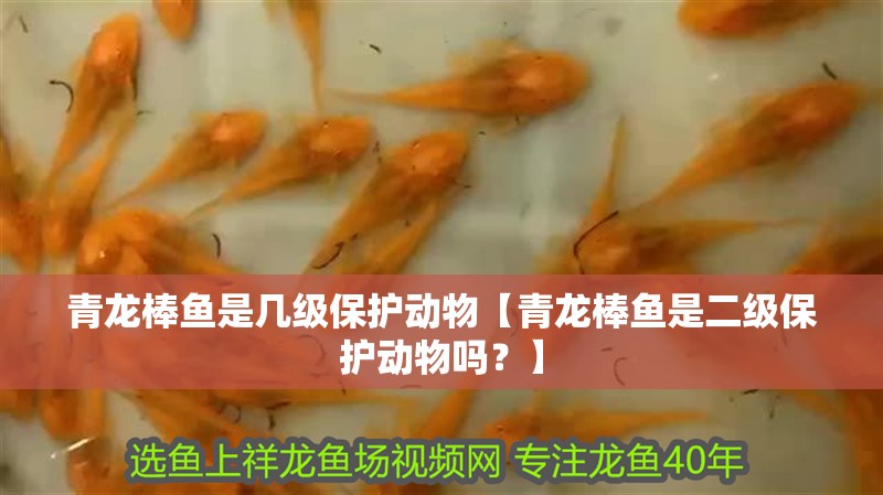 青龍棒魚是幾級保護動物【青龍棒魚是二級保護動物嗎？】 青龍棒魚是幾級保護動物【青龍棒魚是二級保護動物嗎？】 龍魚論壇