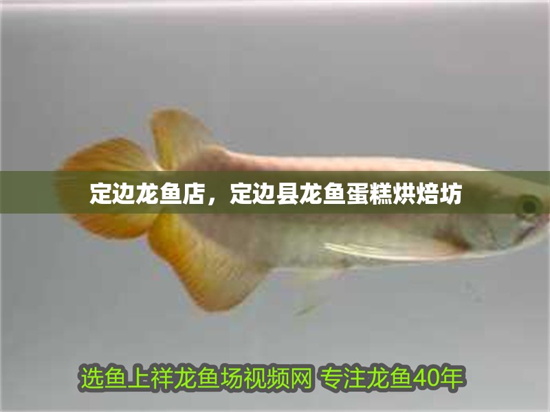 定邊龍魚店，定邊縣龍魚蛋糕烘焙坊
