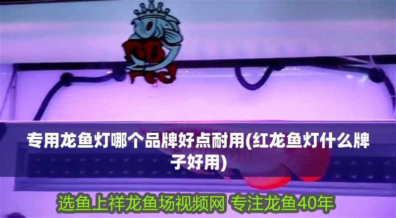 專用龍魚燈哪個品牌好點耐用(紅龍魚燈什么牌子好用)