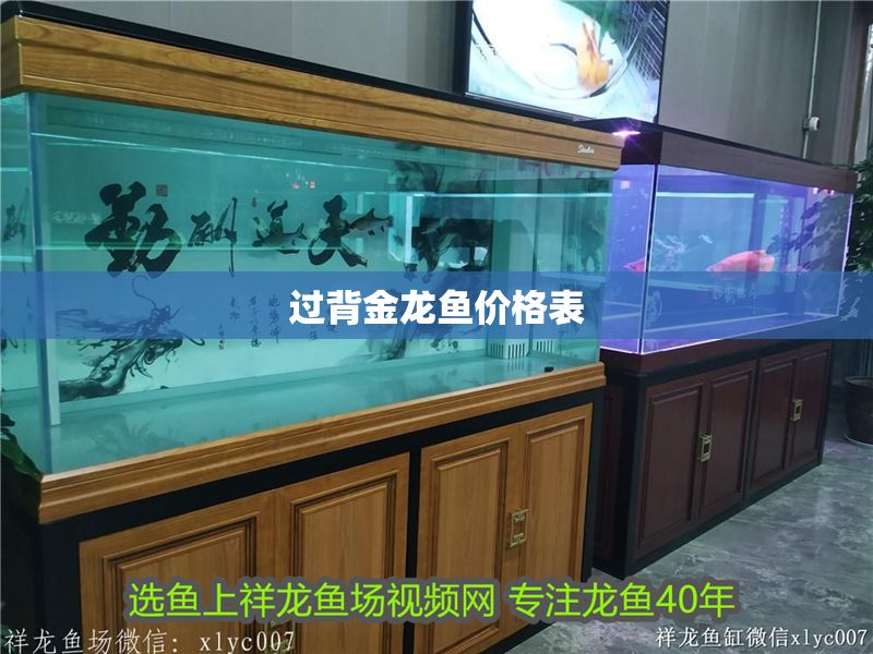 過背金龍魚價格表