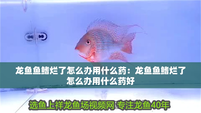 龍魚魚鰭爛了怎么辦用什么藥：龍魚魚鰭爛了怎么辦用什么藥好 龍魚魚鰭爛了怎么辦用什么藥：龍魚魚鰭爛了怎么辦用什么藥好 水族問答