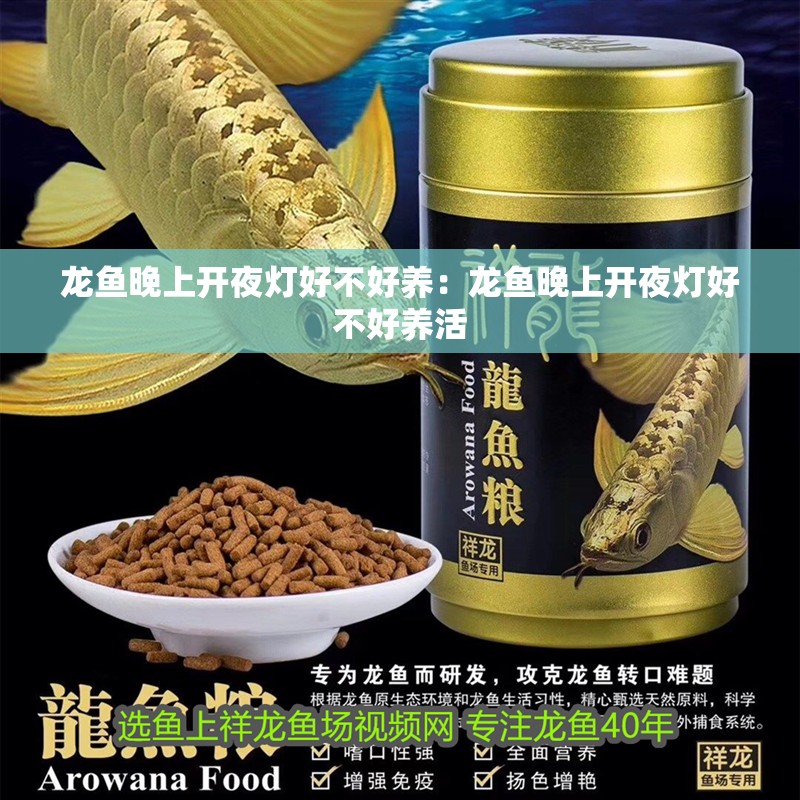 龍魚晚上開夜燈好不好養：龍魚晚上開夜燈好不好養活 龍魚晚上開夜燈好不好養：龍魚晚上開夜燈好不好養活 水族問答