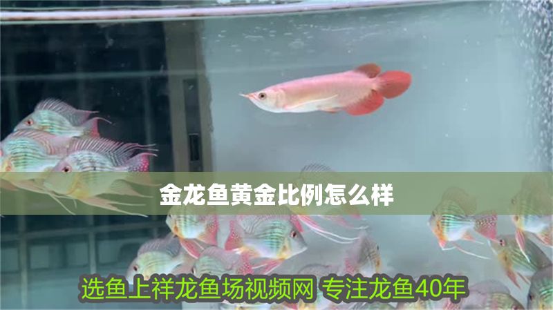 金龍魚黃金比例怎么樣