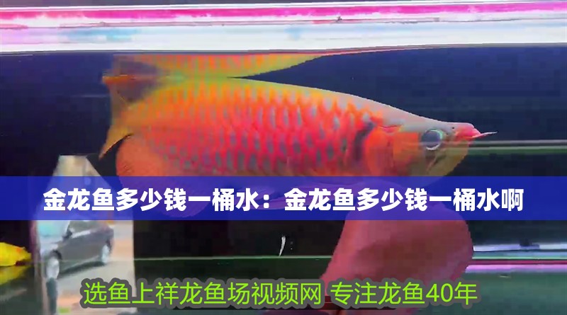 金龍魚多少錢一桶水：金龍魚多少錢一桶水啊