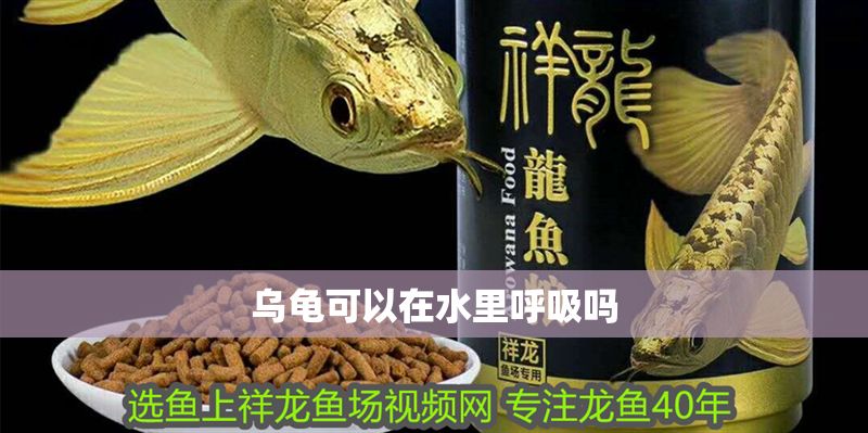 烏龜可以在水里呼吸嗎 魟魚百科 第2張 烏龜可以在水里呼吸嗎 烏龜可以在水里呼吸嗎 魟魚百科 第2張