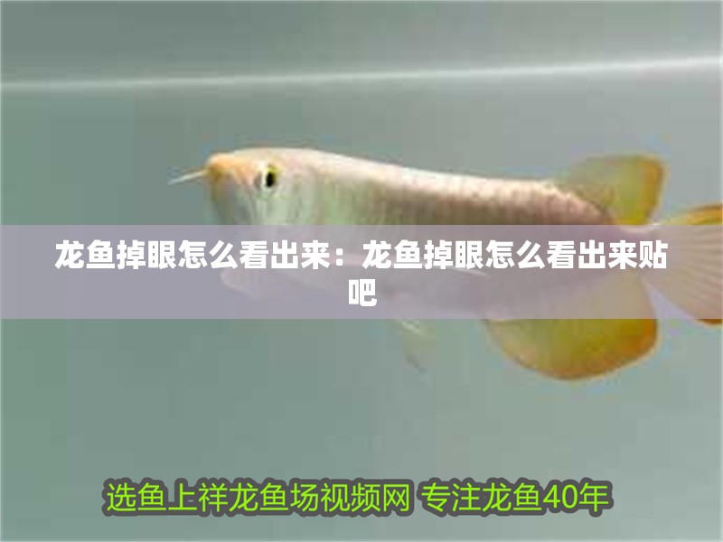龍魚掉眼怎么看出來：龍魚掉眼怎么看出來貼吧