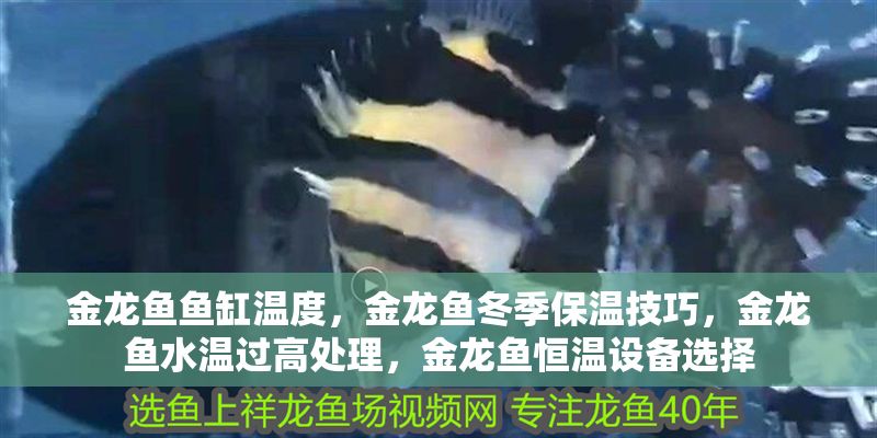 金龍魚魚缸溫度，金龍魚冬季保溫技巧，金龍魚水溫過高處理，金龍魚恒溫設備選擇