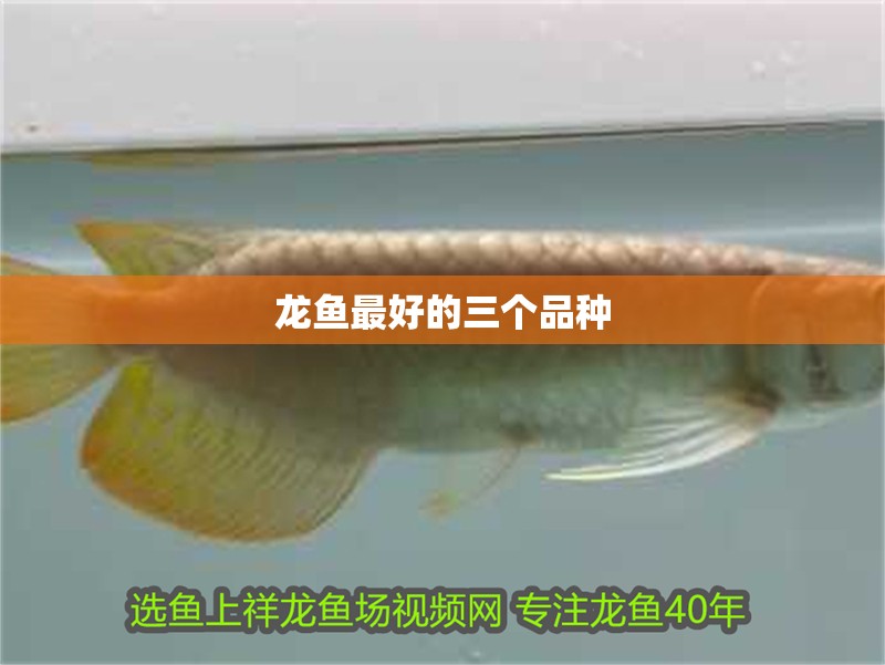 龍魚最好的三個品種