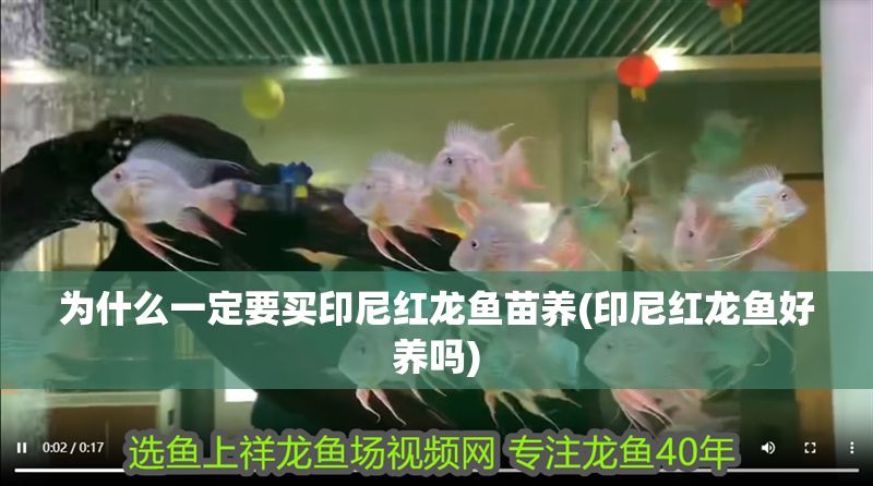 為什么一定要買印尼紅龍魚苗養(yǎng)(印尼紅龍魚好養(yǎng)嗎)