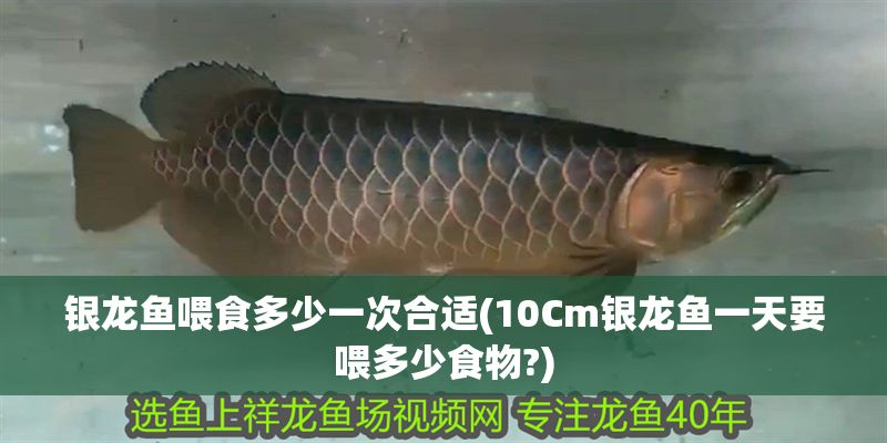 銀龍魚喂食多少一次合適(10Cm銀龍魚一天要喂多少食物?)