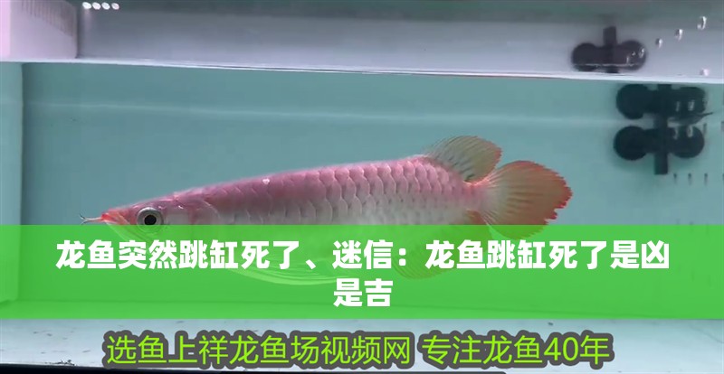 龍魚突然跳缸死了、迷信：龍魚跳缸死了是兇是吉 龍魚突然跳缸死了、迷信：龍魚跳缸死了是兇是吉 水族問答