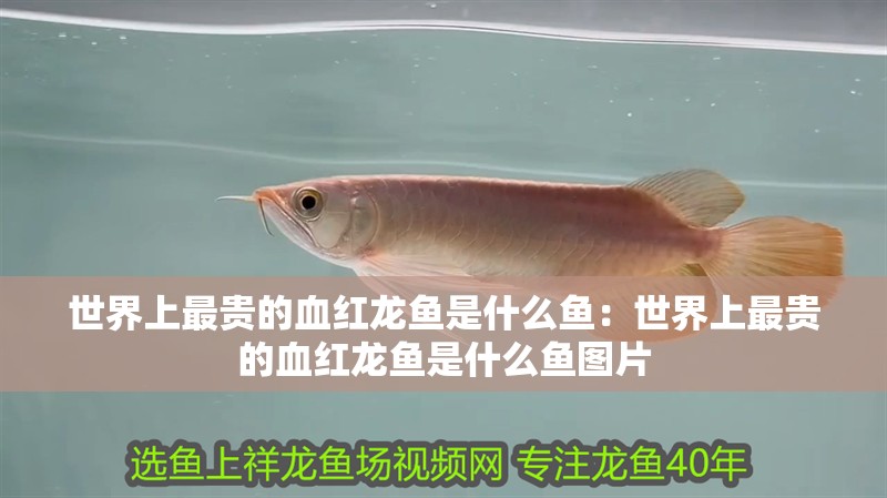 世界上最貴的血紅龍魚(yú)是什么魚(yú)：世界上最貴的血紅龍魚(yú)是什么魚(yú)圖片 世界上最貴的血紅龍魚(yú)是什么魚(yú)：世界上最貴的血紅龍魚(yú)是什么魚(yú)圖片 水族問(wèn)答