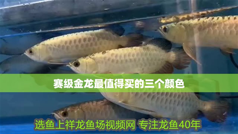 賽級金龍最值得買的三個顏色