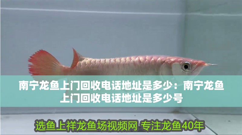南寧龍魚(yú)上門回收電話地址是多少：南寧龍魚(yú)上門回收電話地址是多少號(hào)