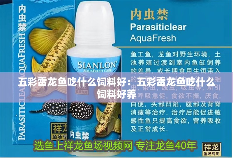 五彩雷龍魚吃什么飼料好：五彩雷龍魚吃什么飼料好養