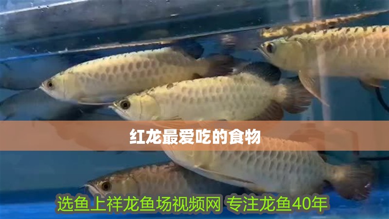 紅龍最愛吃的食物