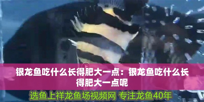 銀龍魚吃什么長得肥大一點：銀龍魚吃什么長得肥大一點呢