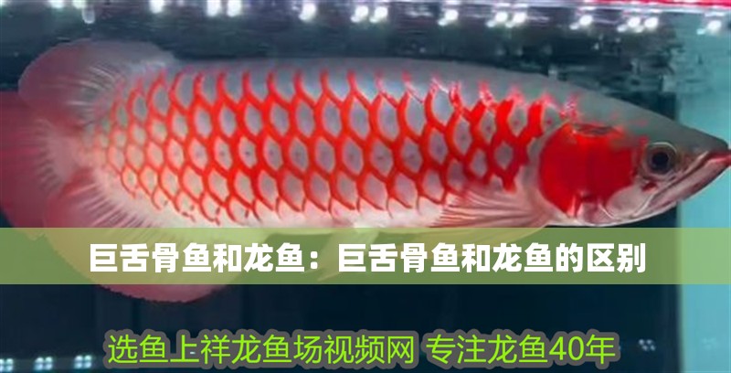 巨舌骨魚和龍魚：巨舌骨魚和龍魚的區別