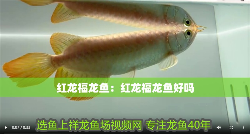 紅龍福龍魚：紅龍福龍魚好嗎