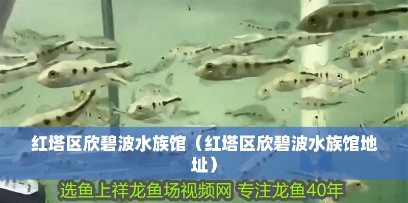 紅塔區欣碧波水族館（紅塔區欣碧波水族館地址）